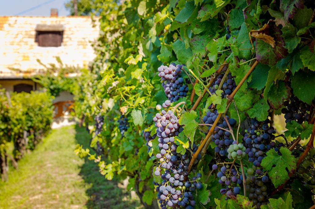 Hillside Apartments Révfülöp エクステリア 写真